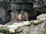 Marmot
